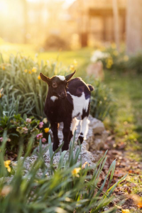 Goat Yoga - Hidden Acres Legacy Farm - 7140 Reynoldsburg Baltimore Rd, Pickerington, OH 43147-9401, United States