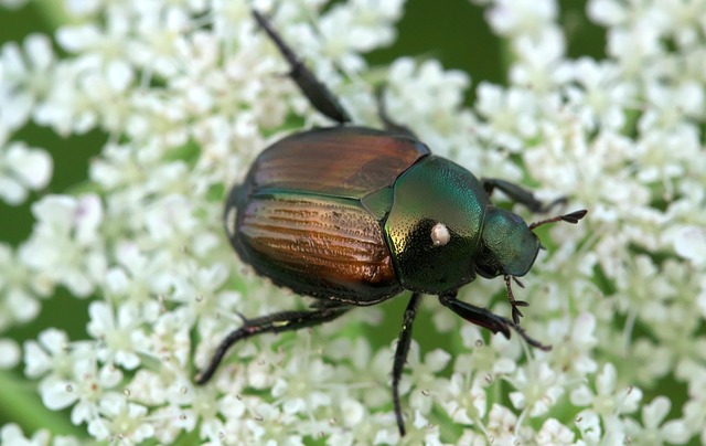 Got Garden Pests? Learn eco-friendly ways to manage them - Franklin County Public Library - Rocky Mount, VA 24151, USA
